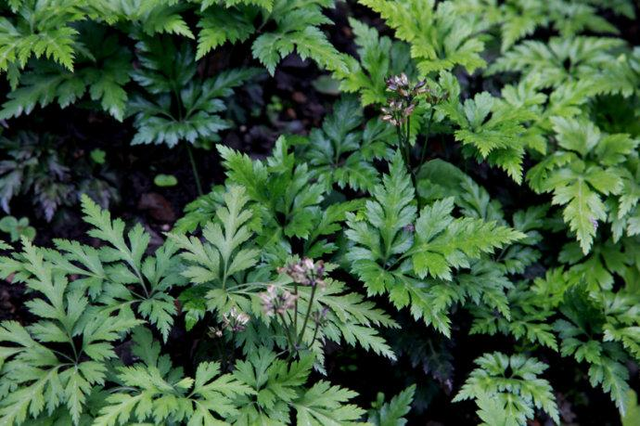  p data-id="tbvrdwxttach">云连是毛茛科黄连属的多年生草本植物.