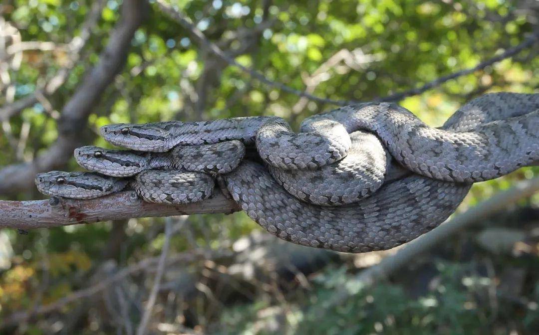  p>蛇岛蝮(学名: i>gloydius shedaoensis /i>)是蝰科蝮亚科亚洲蝮属