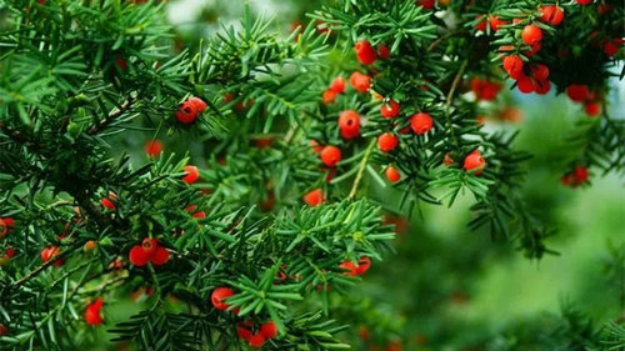 红豆杉：第四纪冰川遗留下来的古老树种_百科TA说