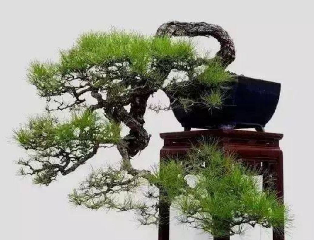 松树盆景上盆，做好几个关键点，树桩长势旺，好造型_百科TA说
