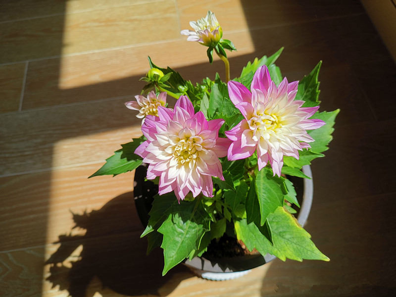 世界名花“小丽花”，花美若牡丹，春夏秋三季花开，还可盆栽观赏_百科TA说