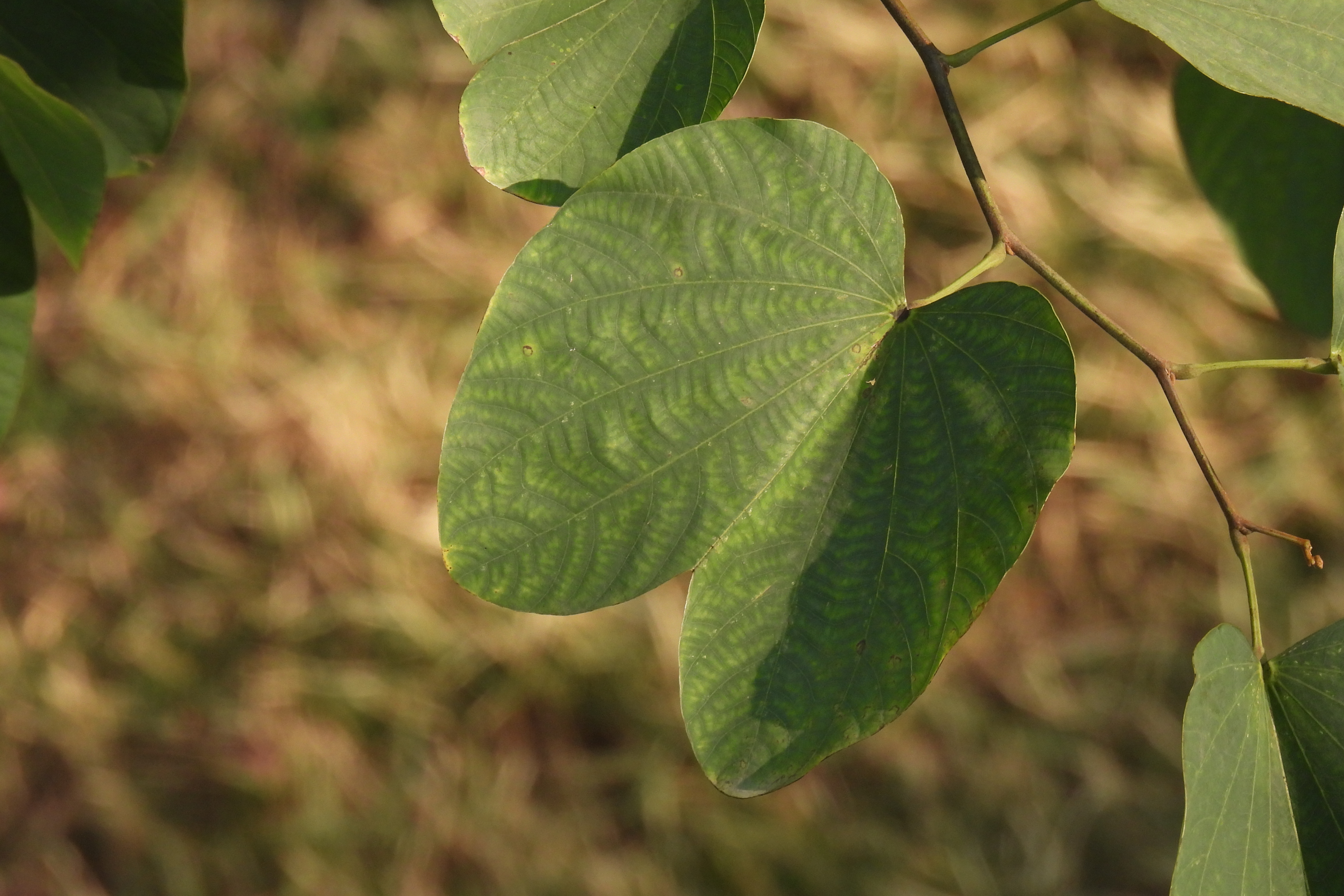 blakeana /i> dunn)是豆科羊蹄甲属乔木植物