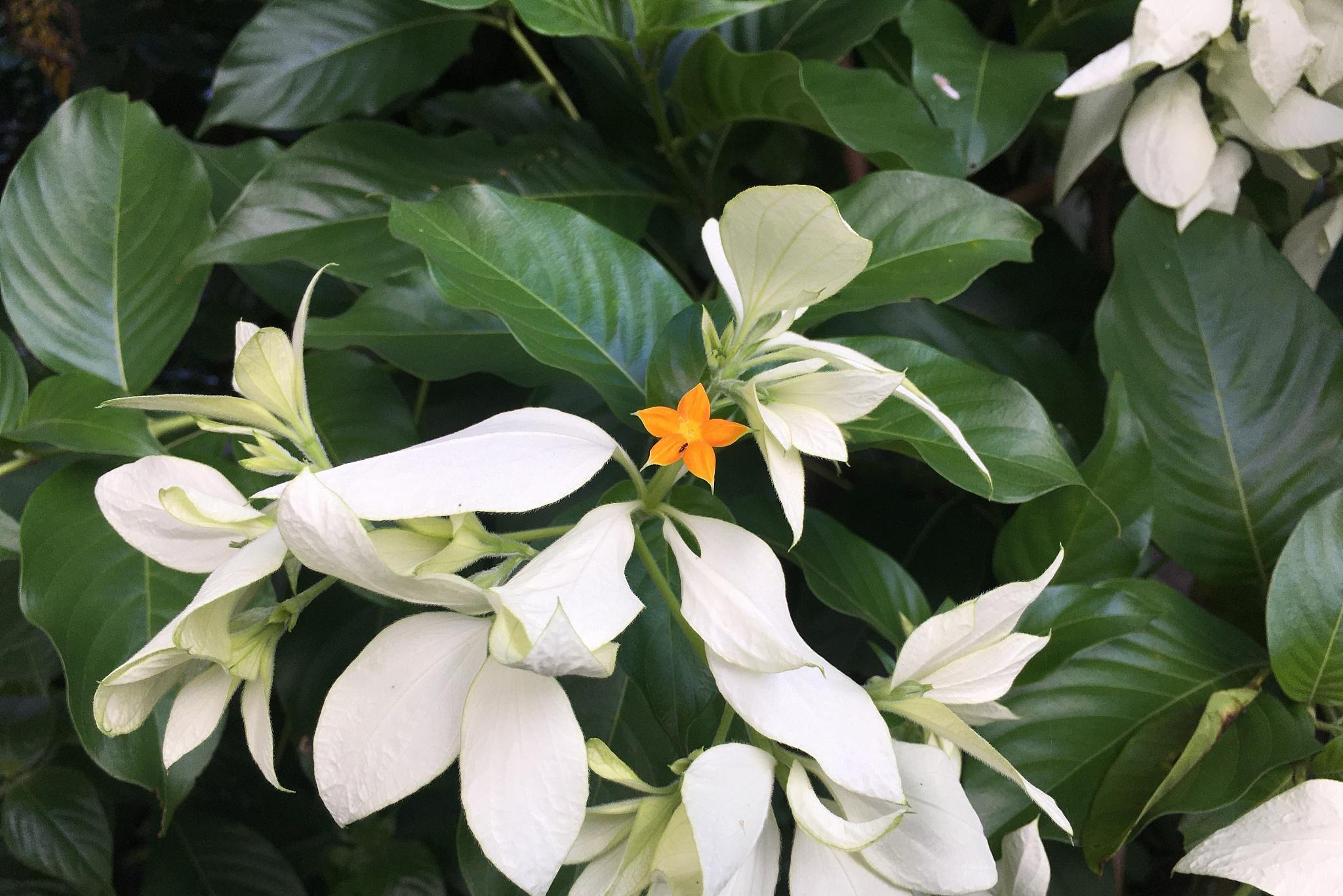 金丝茉莉