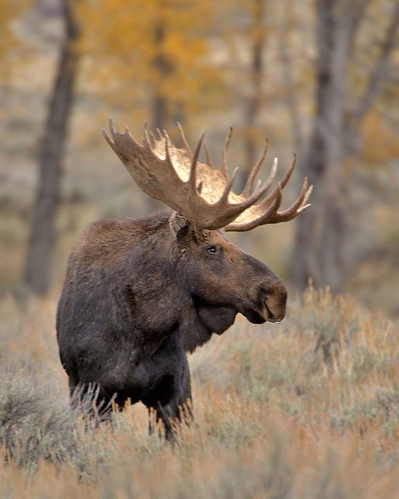  p>黄石驼鹿(学名: i>alces alces shirasi /i>):是鹿科,驼鹿属动物