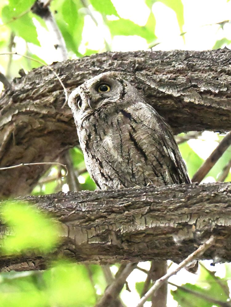  p>西红角鸮(学名: i>otus scops /i>):是鸱鸮科,角鸮属的 a target="