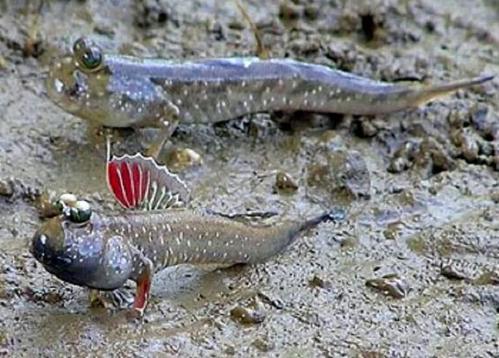 银线弹涂鱼(periophthalmusargentilineatus)是属于鲈形目弹涂鱼属