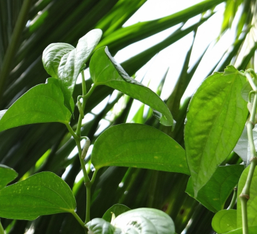蒌叶（胡椒科胡椒属植物）_百度百科