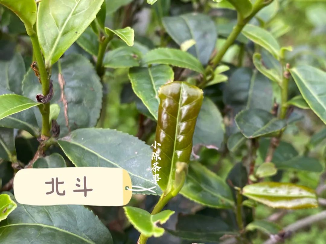 诧异：紫红袍、小红袍、北斗、奇丹，它们都是大红袍的亲儿子？_百科TA说