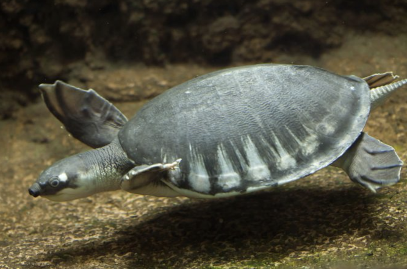  p> span class="ref" data-ctrid="sfrzvajw6khe">猪鼻龟(学名: 