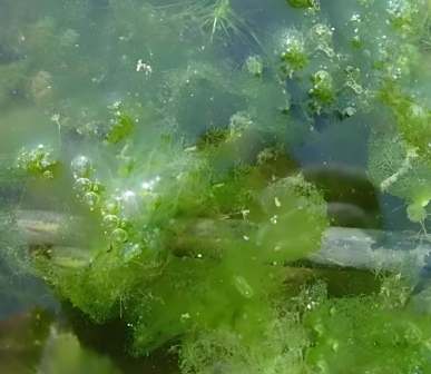 水绵图片