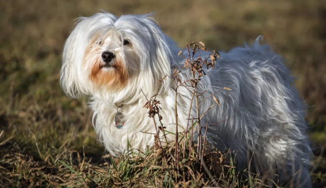 哈瓦那 聪明又机灵的小型犬 百科ta说