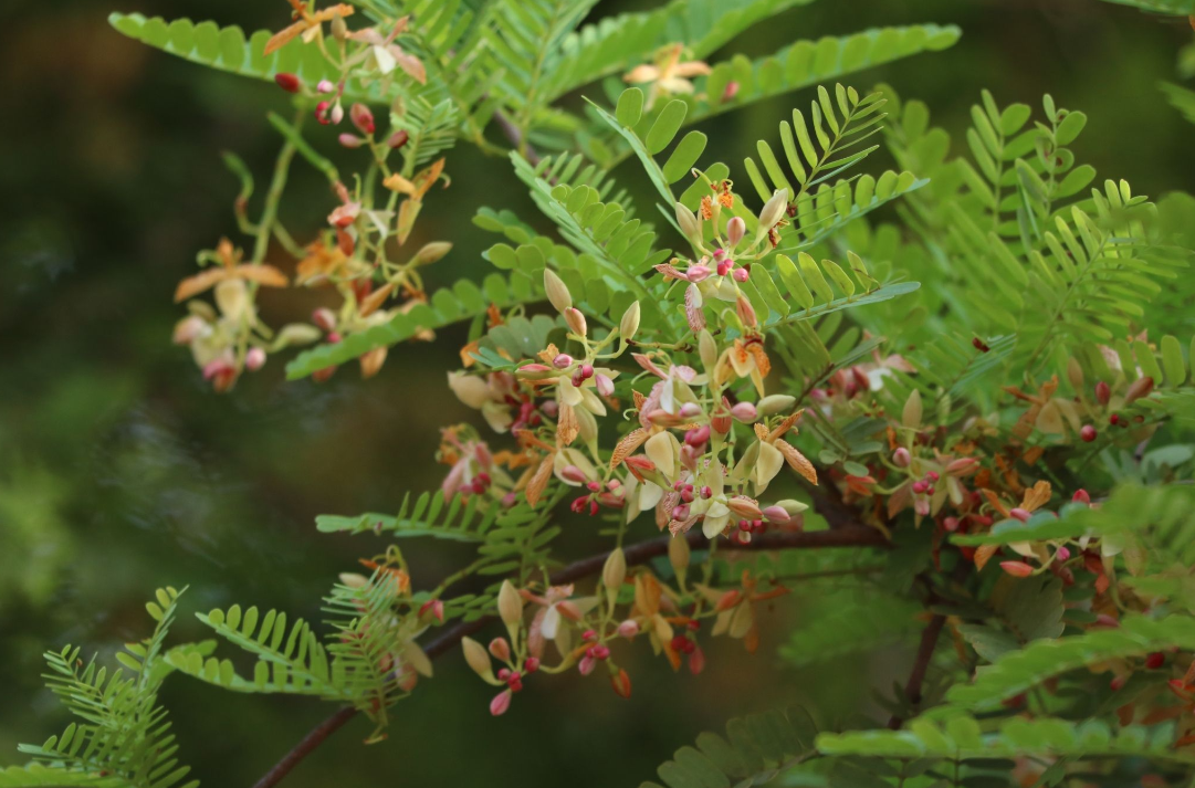 苏木科酸豆属常绿乔木.