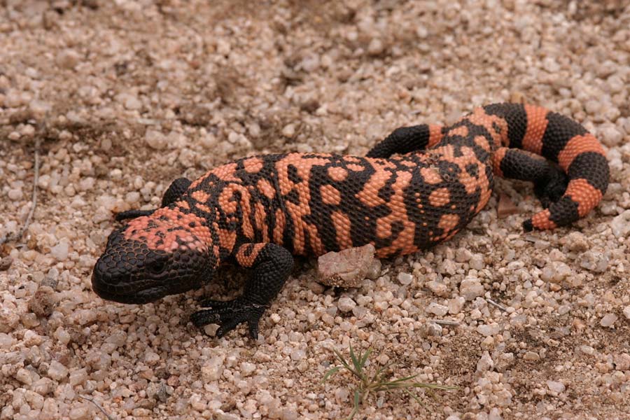  p>吉拉毒蜥(学名: i>heloderma suspectum /i>)是毒蜥科,毒蜥属爬行