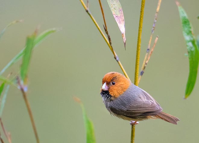  p>短尾鸦雀(学名: i>neosuthora davidiana /i>)是莺科,鸦雀属小型
