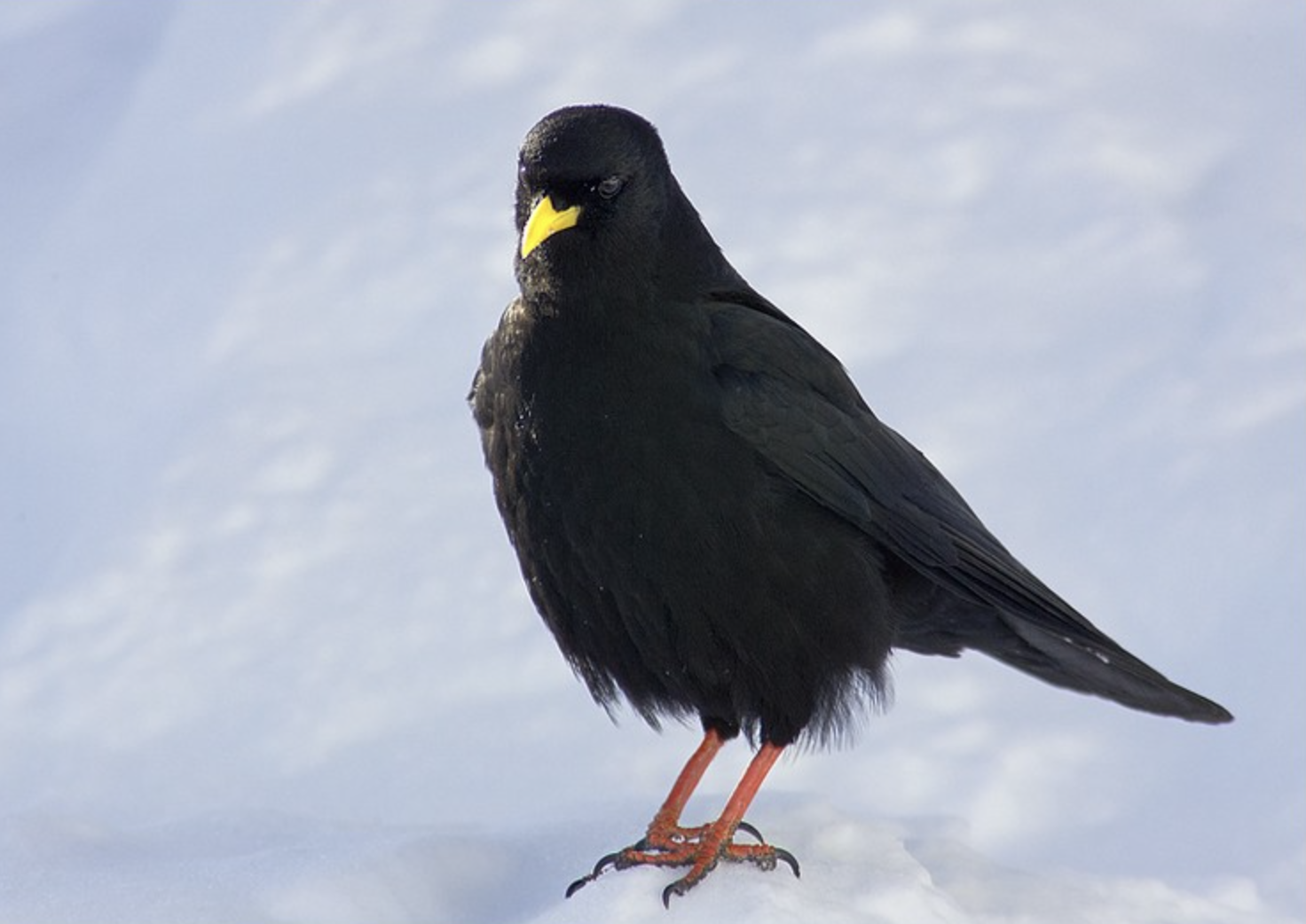  p>黄嘴山鸦(学名: i>pyrrhocorax graculus /i>)是鸦科,山鸦属鸟类