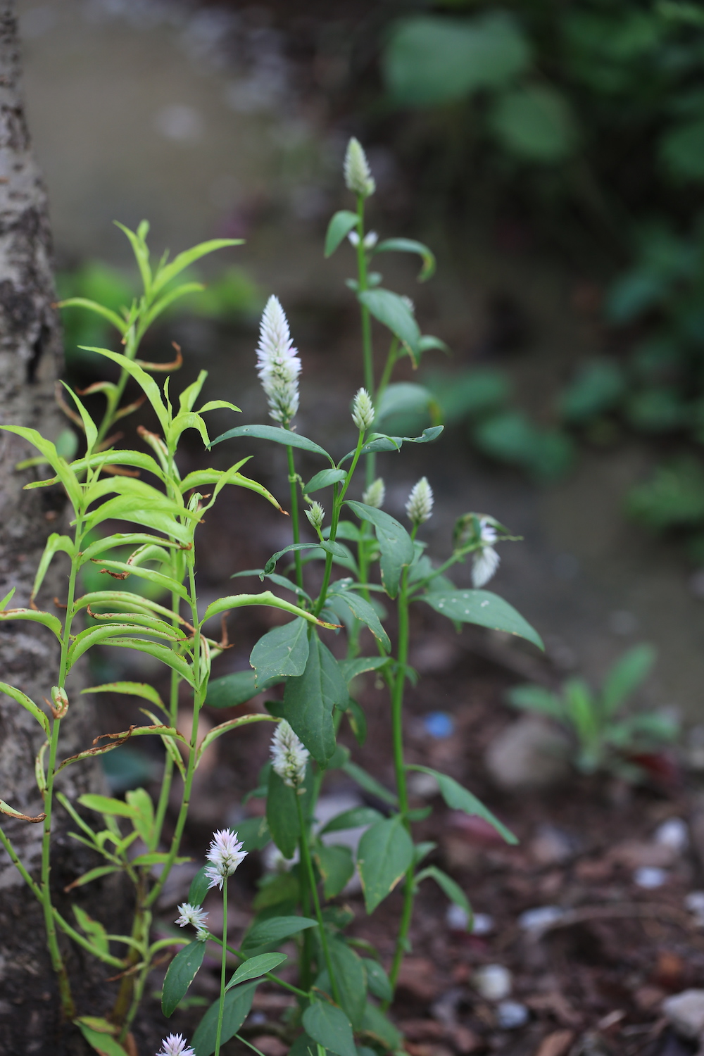 p>青葙(拉丁学名:celosia argentea l.