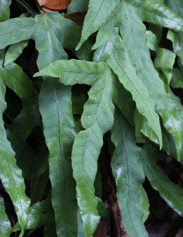  p>金鸡脚假瘤蕨(学名: i>selliguea /i>  i>hastata /i> (thunb.) h.