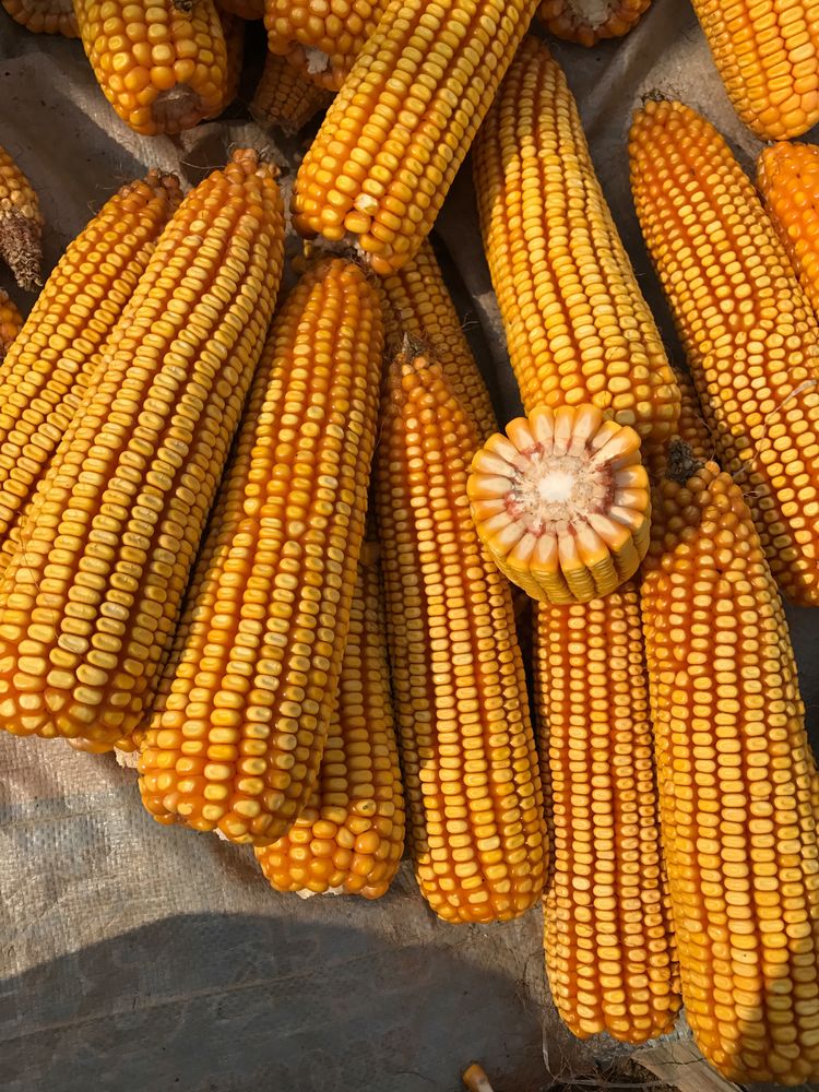 909是 a target="_blank" href="/item/山西省农业科学院玉米研究所