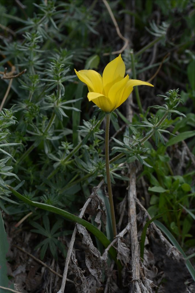  p>伊犁郁金香(学名: i>tulipa iliensis  /i>regel)是百合科,郁金香