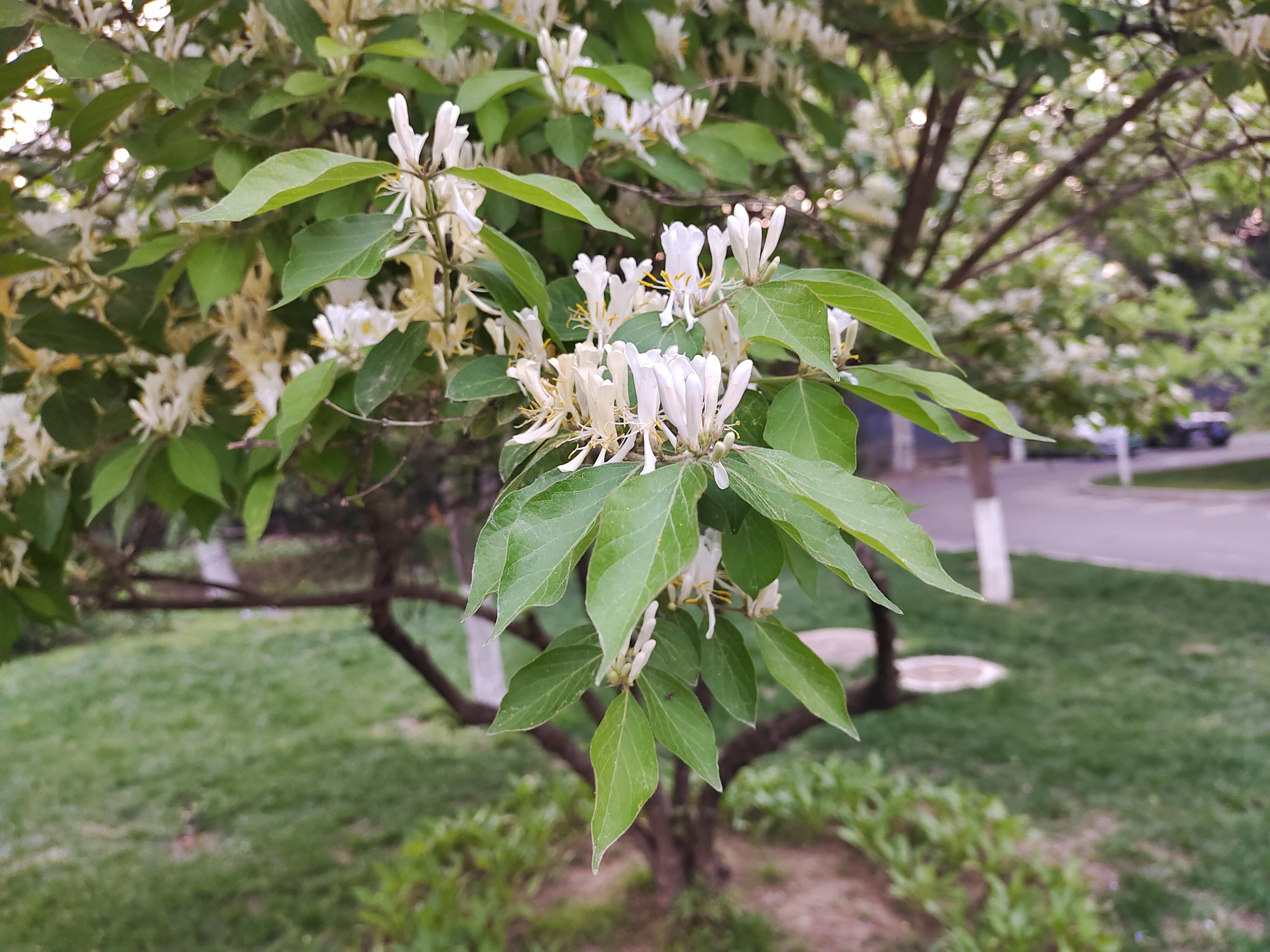 lonicera maackii