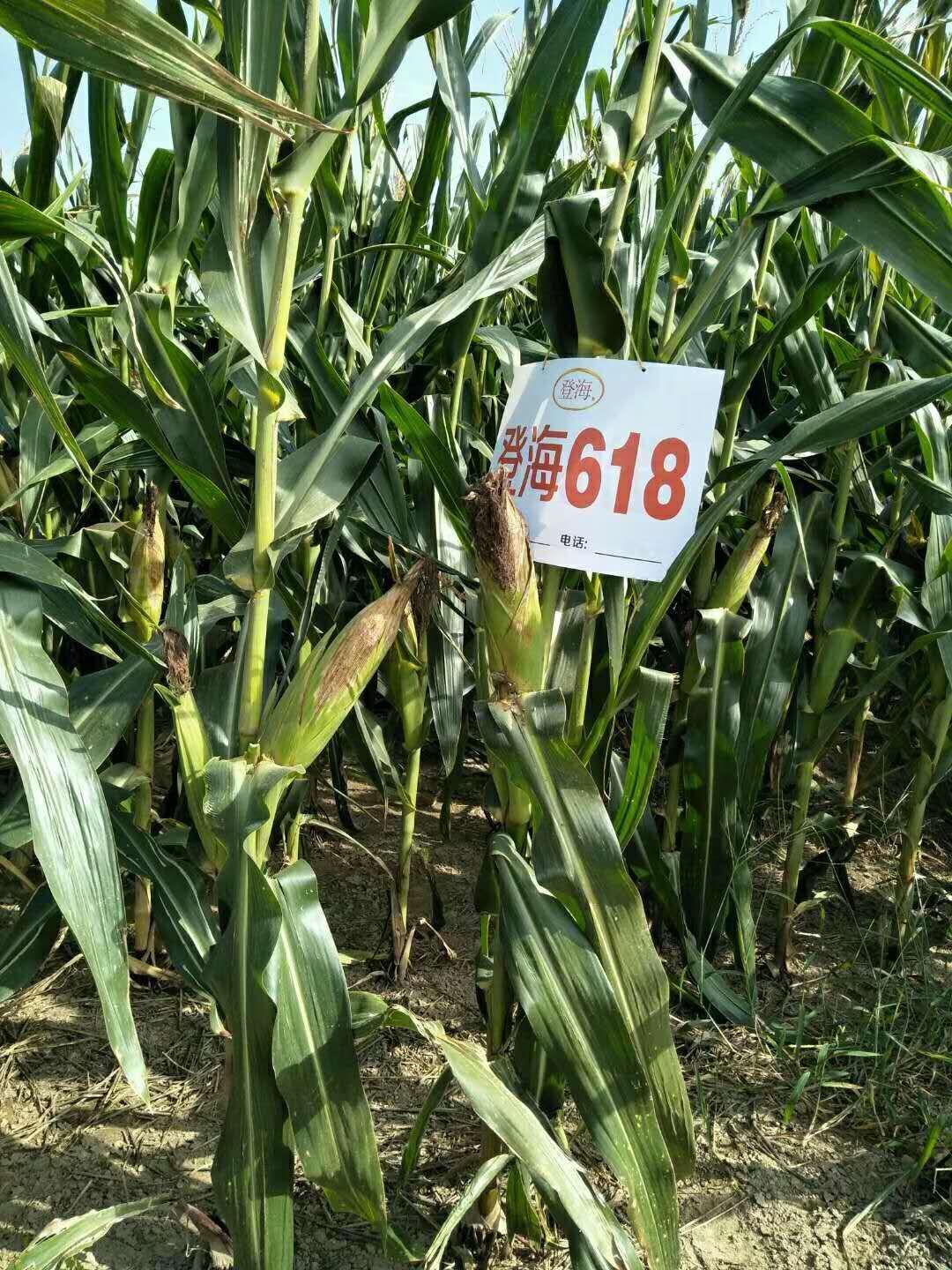 登海618是山东登海种业股份有限公司以521/dh392为组合选育的玉米品种