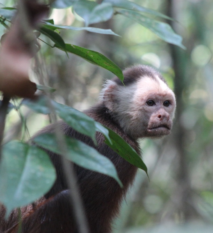  p>杂色卷尾猴(学名: i>cebus versicolor /i>):是卷尾猴科,卷尾猴属