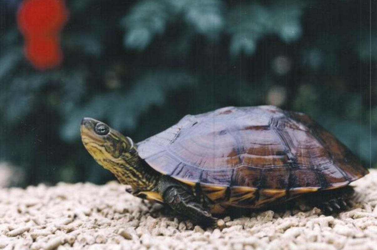  p>艾氏拟水龟(学名: i>mauremys iversoni /i>)是龟科,拟水龟属的