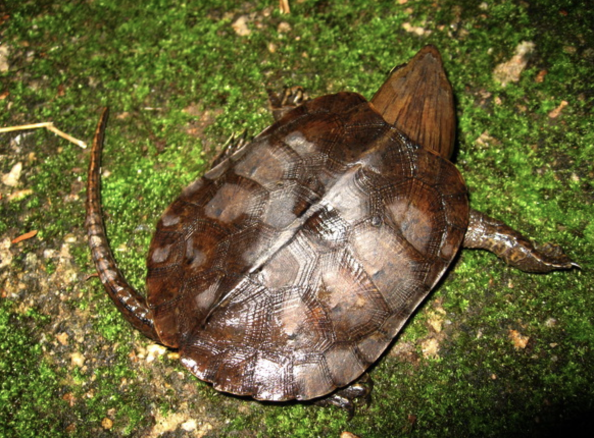  p>平胸龟 (学名: i>platysternon megacephalum /i>)是平胸龟科,平胸