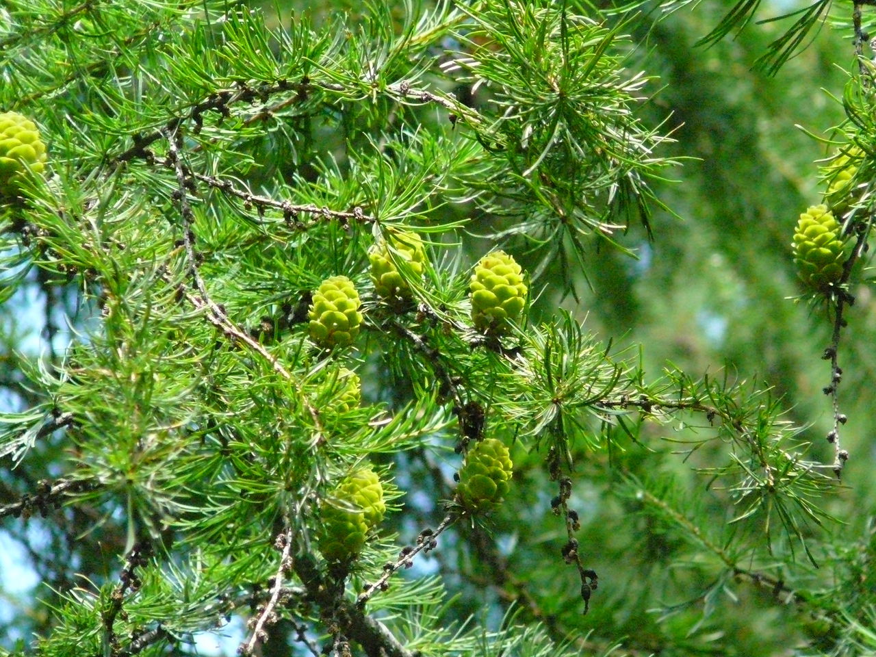  i>principis-rupprechtii /i> (mayr) pilger)是松科,落叶松属乔木