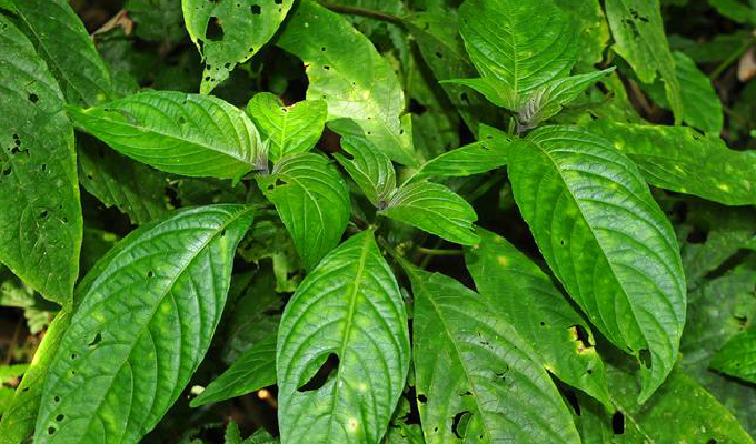  p>野靛棵属所属 a target="_blank" href="/item/被子植物门/229000"