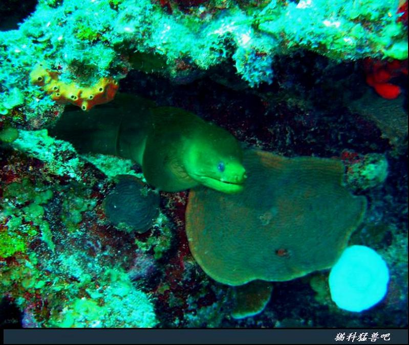 bleeker, 1863),为 a target="_blank" href="/item/海鳝科/10991306"