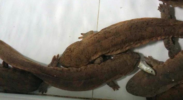  p>隐鳃鲵科(cryptobranchidae) a target="_blank" href="/item/两栖