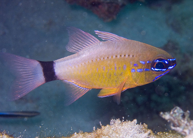  p>斑柄天竺鲷, i>ostorhinchus fleurieu  /i>(lacepède, 1802),又