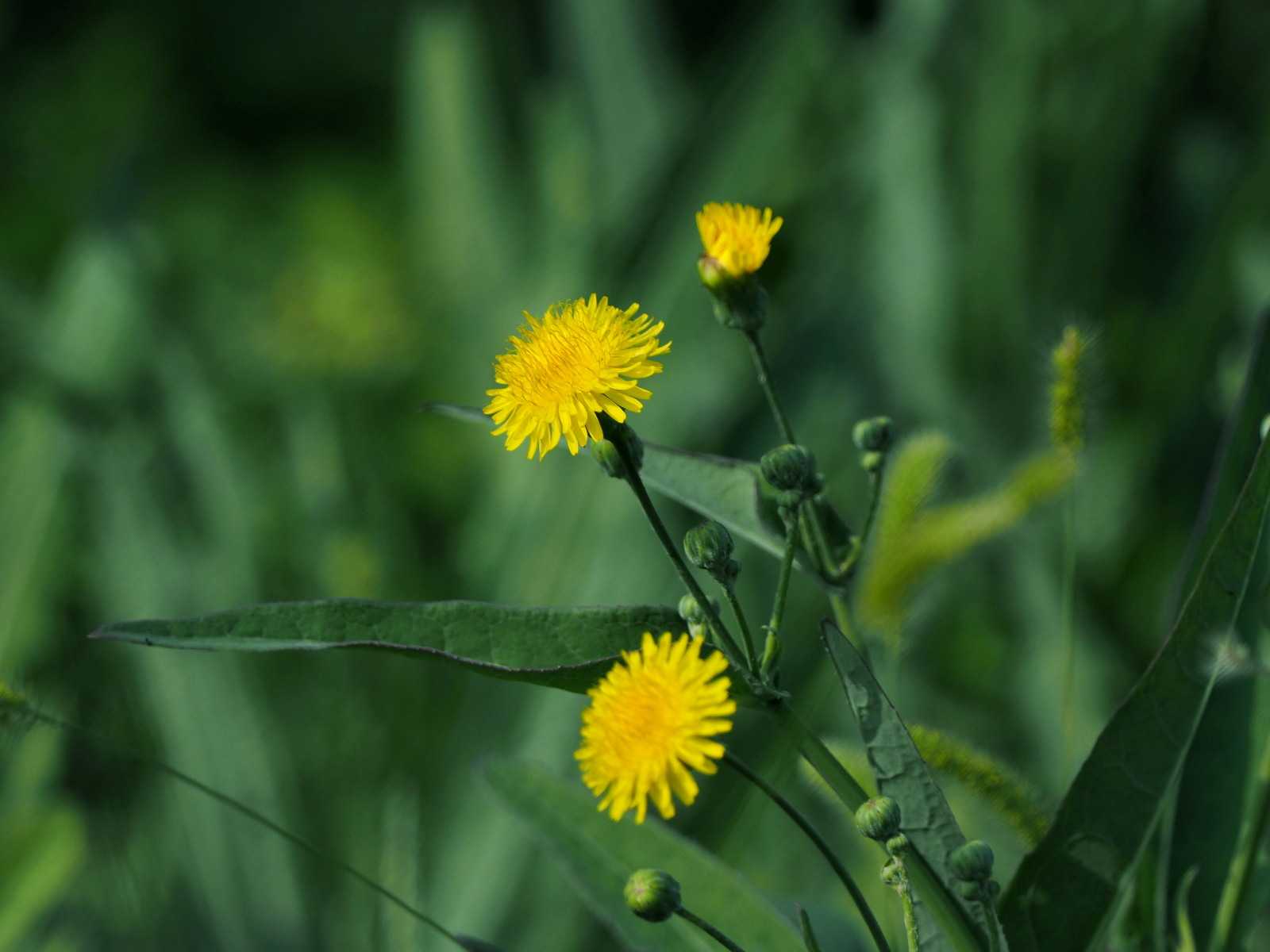  p>长裂苦苣菜(学名: b>sonchus /b>  b>brachyotus /b> dc.