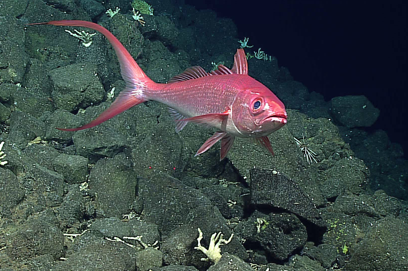  p>闪灼红钻鱼 /p> p>拉丁学名:etelis coruscans /p> p>英文名:deep