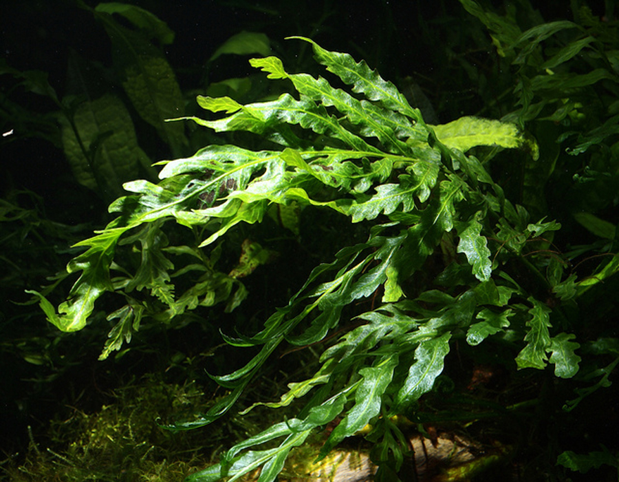 data-ctrid="tzzeuhypr77y">黑木蕨是实蕨科实蕨属的多年生湿地挺水