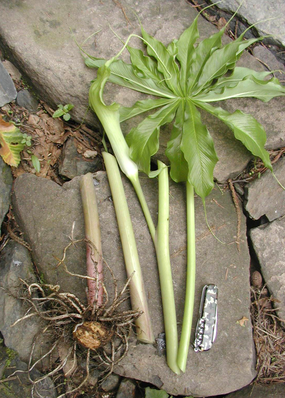  p>虎掌是 a target="_blank" href="/item/天