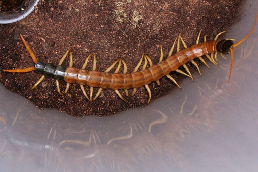 中国红巨龙蜈蚣