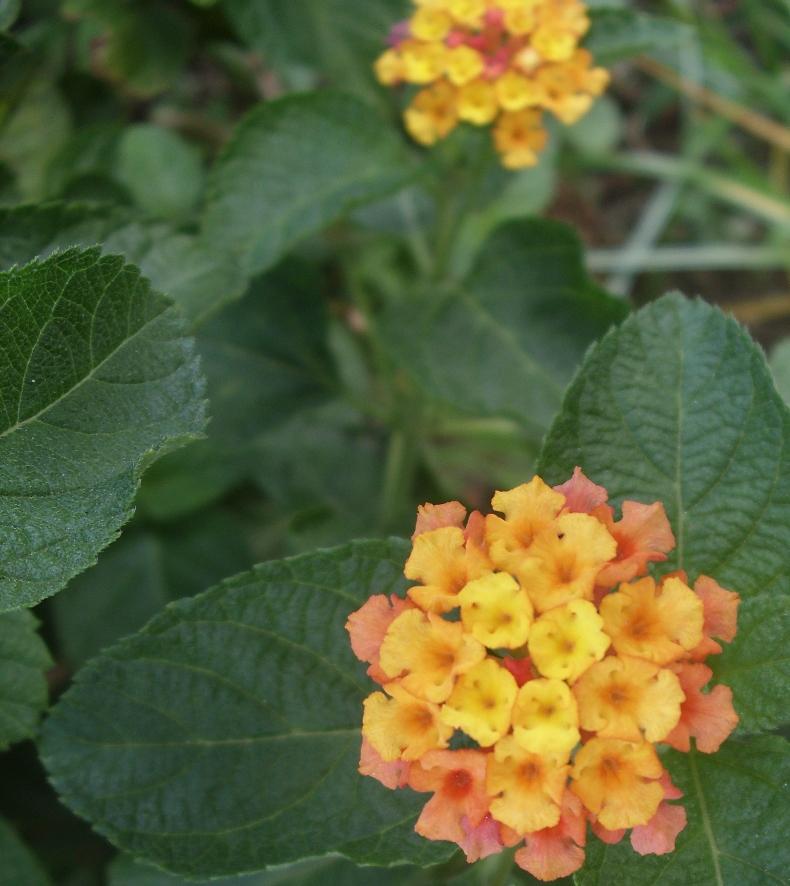  p>大花臭草(学名:melica komarovii luczn),多年生,须根细长.