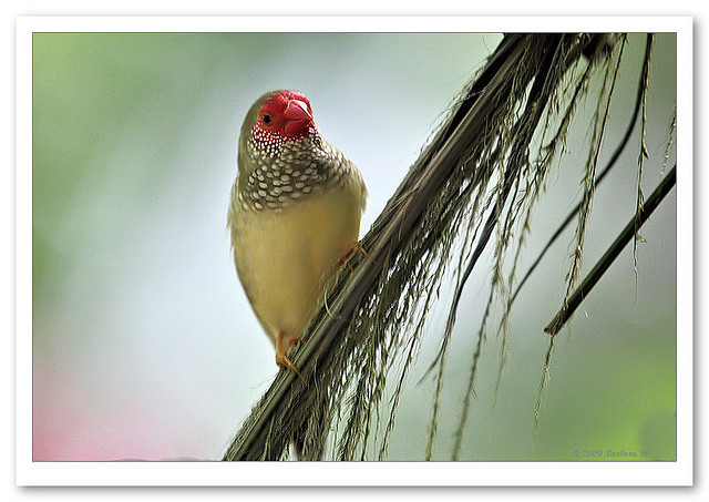 ruficauda /i>,又名星文鸟,是 a target="_blank" href="/item/梅花雀