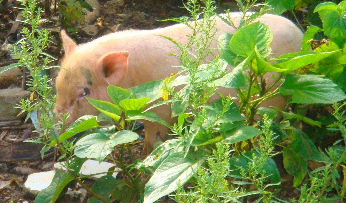  p>五脚猪,又名老鼠猪,五指山猪,原产于海南省 a target="_blank"