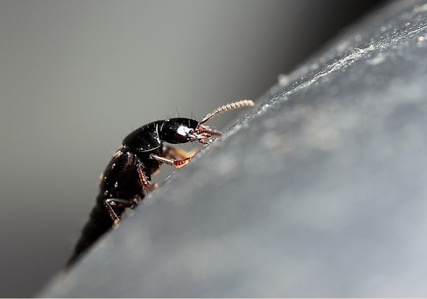  p>隐翅虫(rove beetle),又被称为" a target="_blank" href="/item