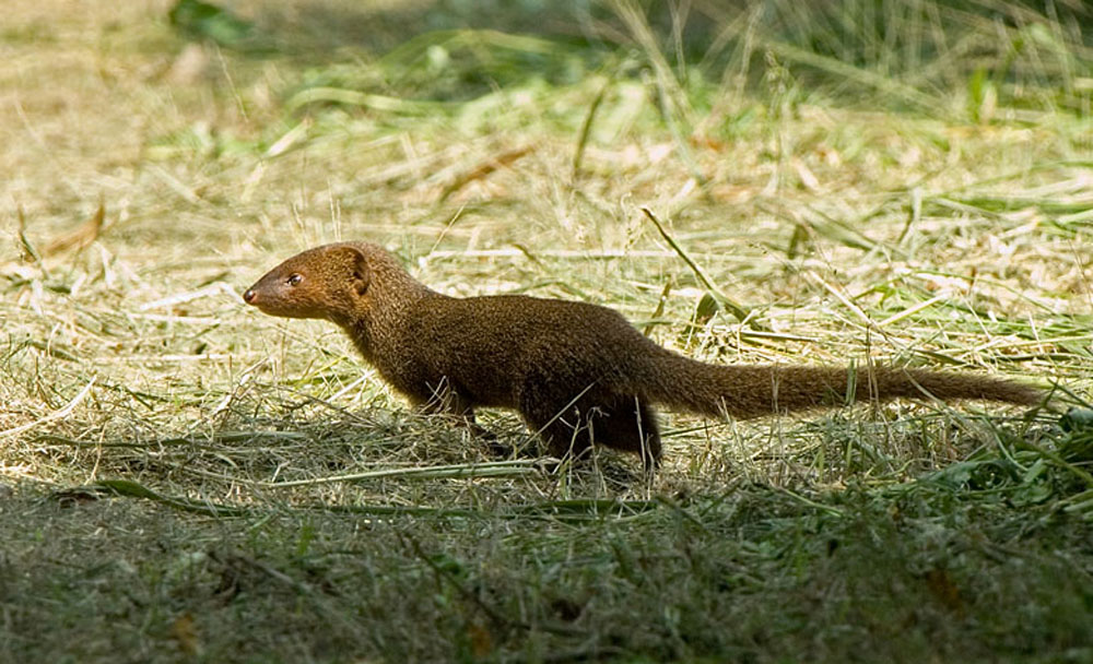  p>红颊獴(拉丁学名: i>herpestes javanicus /i>)又叫斑点獴,赤面獴