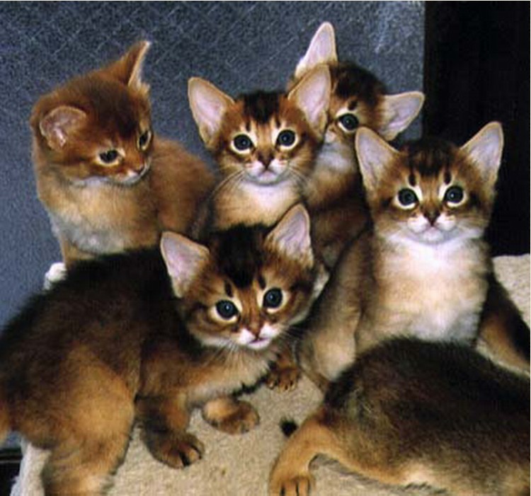  p>索马里猫,(somali )( a href="#" data-lemmaid="2215081">索马利