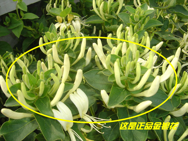山金银花