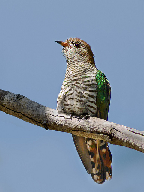  p>翠金鹃(学名: i>chrysococcyx maculatus /i>)体长约17厘米,雄鸟上
