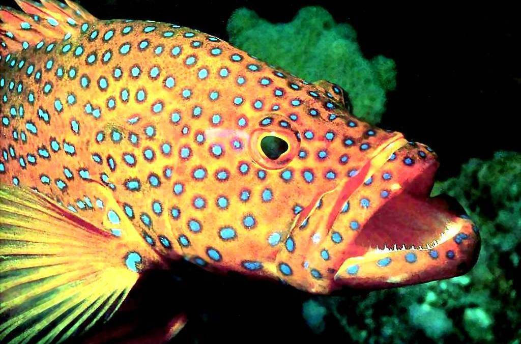  p>赤点石斑鱼(学名: i>epinephelus akaara /i>)是石斑鱼科,石斑鱼属