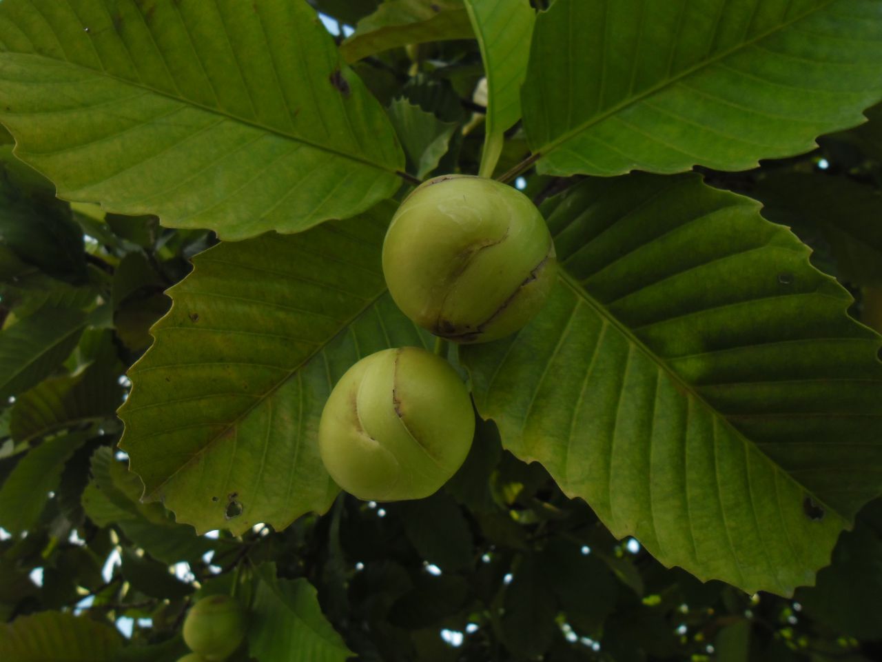  p>五桠果(学名: i>dillenia indica  /i>linn.