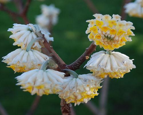  p>白结香(拉丁文名:edgeworthia albiflora nakai) 为 a target="