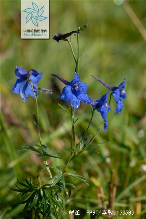  p>翠雀(学名: i>delphinium grandiflorum  /i>l.